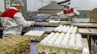 قیمت تخم‌مرغ درب مرغداری نصف بهای تمام شده است
