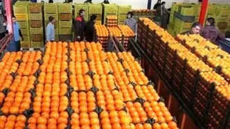 ادامه توزیع میوه نوروزی زیر قیمت بازار