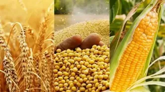 افزایش قیمت محصولات کشاورزی در بازار جهانی