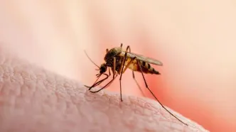 چرا پشه‌ها بعضی افراد را کمتر نیش می‌زنند؟