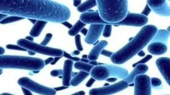 رابطه پروبیوتیک با کاهش وزن!