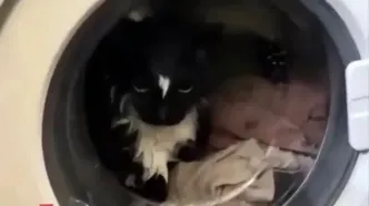 نجات باورنکردنی گربه از داخل ماشین لباسشویی