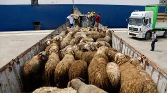 قیمت دام‌ زنده امروز یکشنبه ۲ فروردین