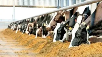 شارژ سهمیه فروردین نهاده دامی گاوداری های شیرده