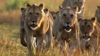 لحظه آب خوردن شیرها در کنار یک رودخانه در آفریقای جنوبی/ ویدئو