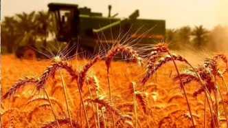 وضعیت ذخایر گندم پاسخگوی نیاز است