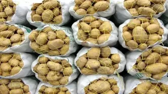 صادرات سیب‌زمینی ممنوع شد