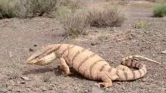 درگیری بامزه بین بزمجه و کفتار بر سر لاشه گورخر/ ویدئو