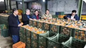 آغاز توزیع میوه شب عید در میادین تره بار