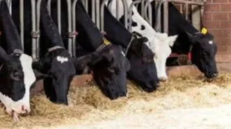 میزان کالای واردشده برای تامین بازار قابل توجه است