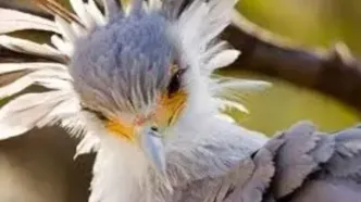 درگیری دیدنی مرغ منشی با شغال در آفریقا/ ویدئو