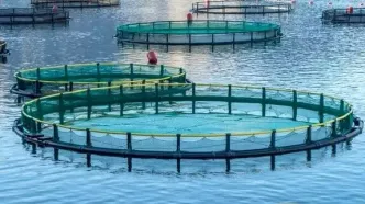 قیمت ماهی در بازار ۱۱ اسفند ۱۴۰۴: افزایش قیمت ماهی قزل‌آلا، ماهی سفید و ماهی تون در ایران