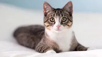 فیلم شاگرد بروسلی / گربه ای که همه را مبهوت کرد