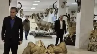 انتقال نمونه‌های ارزشمند موزه تاریخ طبیعی پردیسان به مخازن امن