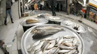 بروزرسانی قیمت انواع ماهی در تاریخ ۲۵ اسفند ۱۴۰۴