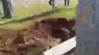 جواد امام: تهدید ترامپ علیه نیروگاه‌های برق، جنایت جنگی است