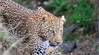 شغالی که قصد شکار یک کبوتر را داشت، توسط پلنگ شکار شد/ ویدئو