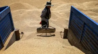 پرداخت علی‌الحساب گندم با نرخ سال گذشته