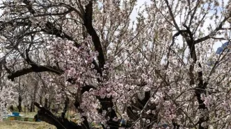 چند فریم از شکوفه‌های بهاری در نوروز 1405