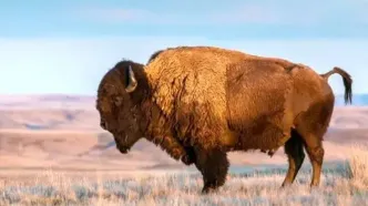 نگاهی به جمعیت گاومیش وحشی در اروپا ۱۰۰ سال پس از انقراض/ اینفوگرافی