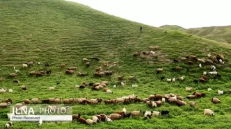 نرخ تعرفه‌های رسمی مرتعی در سال ۱۴۰۵ اعلام شد