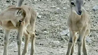 هشدارها و ممنوعیت‌های ورود به مناطق حفاظت‌شده در فصل زادآوری حیات وحش