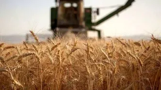 آغاز برداشت گندم در ۶ استان کشور