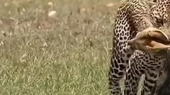 حمله مرگبار پلنگ به شغال در حال استراحت