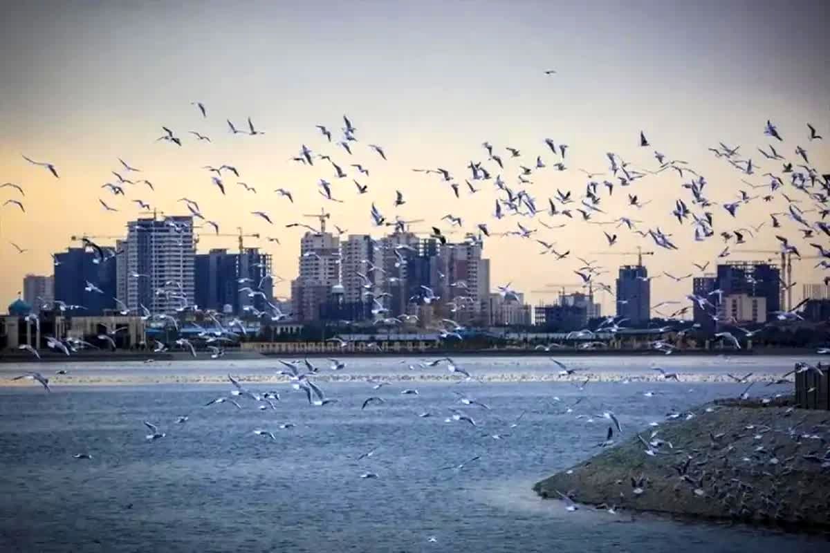 پشه‌های چیتگر بی‌خطرند؛ نشانه‌ای از سلامت اکوسیستم دریاچه
