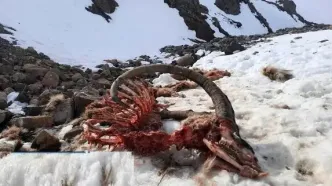 تصاویر؛ طبیعت برفی طالقان