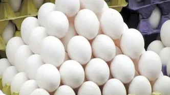 قیمت تخم‌مرغ برای مصرف‌کننده ۳۰۹ هزار تومان  پیشنهاد شده است