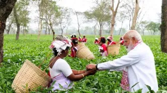 تصاویر؛ مشارکت نخست‌وزیر هند در برداشت برگ چای