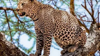 تلف شدن یک قلاده پلنگ در برخورد با قطار در فیروزکوه