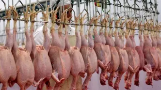 چرا مرغ و تخم‌مرغ گران شد؟