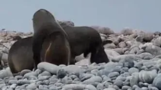 حمله خشن شیر دریایی به پنگوئن