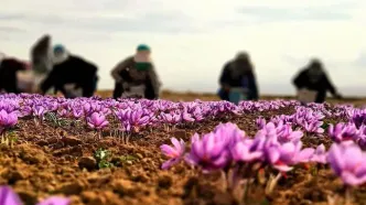 جهش ۲برابری قیمت زعفران/ هر کیلو زعفران چند شد؟