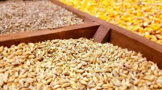 نهاده دامی به میزان مکفی در سامانه  بازارگاه وجود دارد