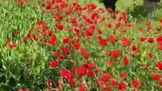 گشت‌وگذار مقام طالبان در لاله‌زار