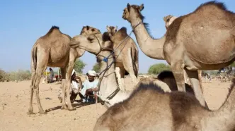 تصاویر؛ طویله، شهرِ بی‌خانه‌ها