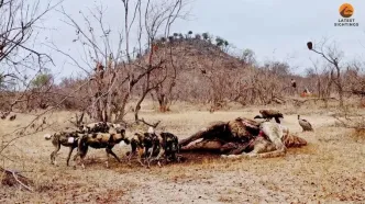 پنهان شدن عجیب کفتار داخل لاشه زرافه