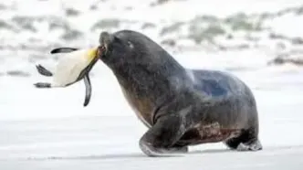 حمله خشن شیر دریایی به پنگوئن/ ویدئو