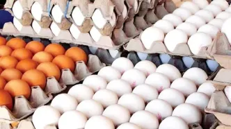 هرکیلو تخم مرغ ۲۵۰ تا ۲۶۰ هزارتومان و شانه ای ۵۰۰ هزارتومان