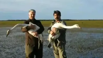 رهاسازی دو قطعه قو در پارک ملی بوجاقگیلان