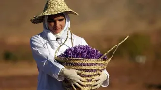 کشور همسایه، جانشین ایران در بازار جهانی زعفران می‌شود؟