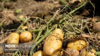 صادرات سیب زمینی مجاز شد