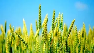 آغاز خرید تضمینی گندم از هفته آینده