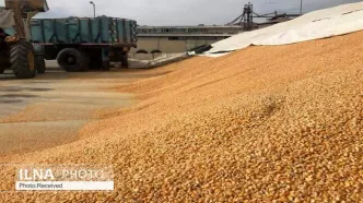 نهاده دامی به میزان مکفی در سامانه بازارگاه موجود است