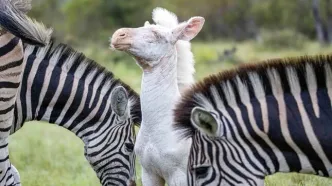 مشاهده نادر کره‌ گورخر سفید در حیات وحش