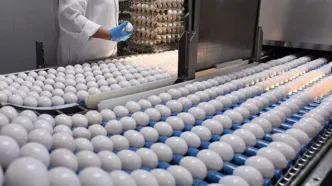 روش جدید تعیین قیمت تخم‌مرغ پس از حذف ارز ترجیحی