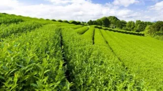 خرید تضمینی برگ سبز چای آغاز شد